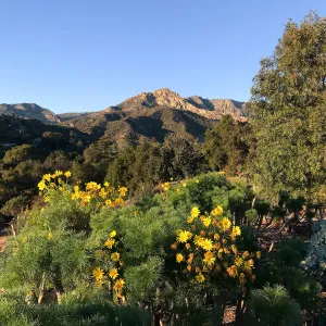 Giant coreopsis in the Island View Garden