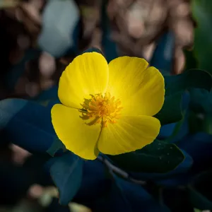 California Bush Poppy