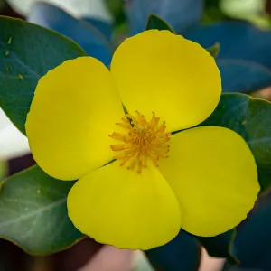 California Bush Poppy