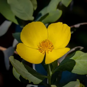 California Bush Poppy