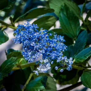 Ray Hartman Ceanothus