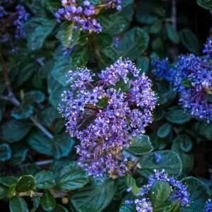 Valley Violet Ceanothus