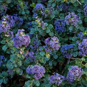 Valley Violet Ceanothus