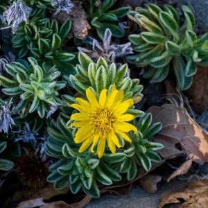 San Bruno Mountain Golden Aster