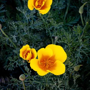 California Poppies