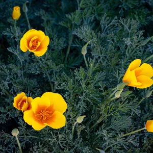 California Poppies