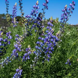Lupine