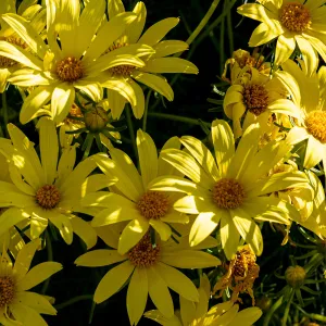 Giant Coreopsis flowers