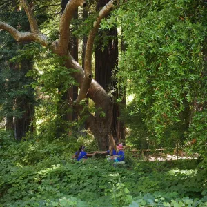 Plantastic Problem Solvers Summer Camp, biomimicry journaling activity