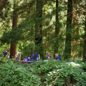 Plantastic Problem Solvers Summer Camp, biomimicry journaling activity