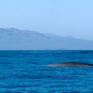Anacapa Island Trip, whale