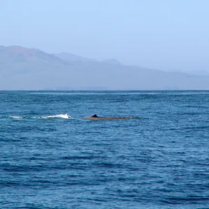 Anacapa Island Trip, whale