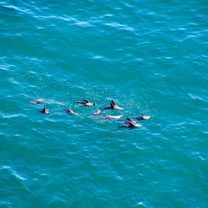 Anacapa Island Trip, pod of dolphins