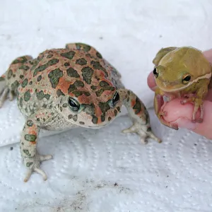 Great Garden Nature Night, Frog and toad