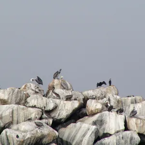 Santa Barbara Island trip, pelicans on rocks