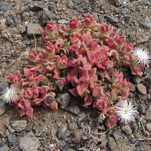 Santa Barbara Island trip, Ice Plant