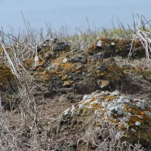 Santa Barbara Island Trip, lichen