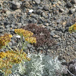 Santa Barbara Island Trip, Eriophyllum