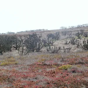 Santa Barbara Island Trip, dormant coreopsis