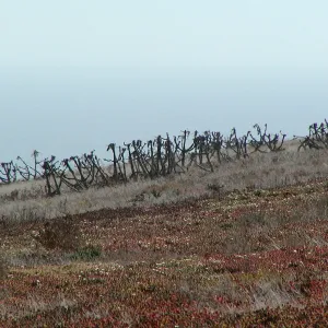 Santa Barbara Island Trip, dormant coreopsis