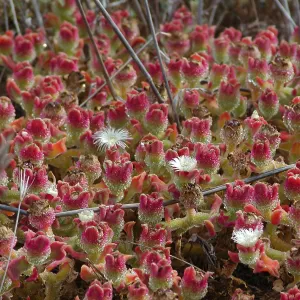 Santa Barbara Island Trip, Crystal Iceplant