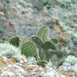 Santa Barbara Island Trip, opuntia (Prickly-pear)