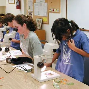 Summer Camp 2003, parts of a flower lab