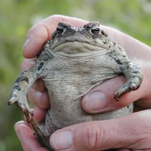 Summer Camp 2003, Thomas the Toad
