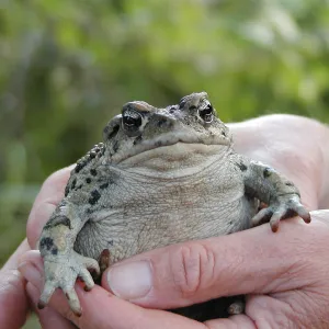 Summer Camp 2003, Thomas the Toad