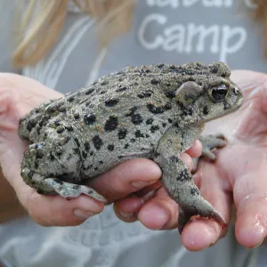 Summer Camp 2003, Thomas the Toad
