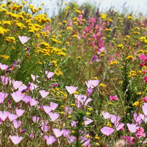 Wildflowers