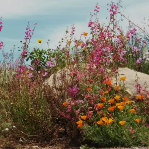 Wildflowers