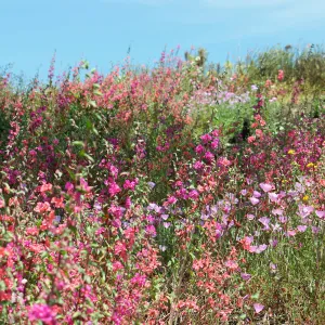 Wildflowers