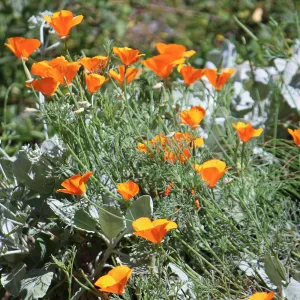 California poppies