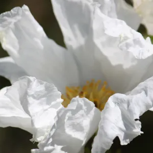 Matilija poppy