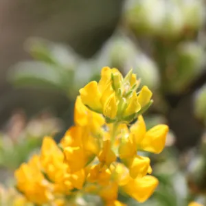 Lupinus microcarpus
