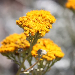Perityle incana