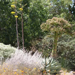 Agave margaritae and Agave sebastiana in the Dudleya Display