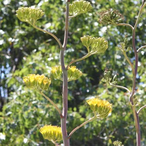 Agave margaritae