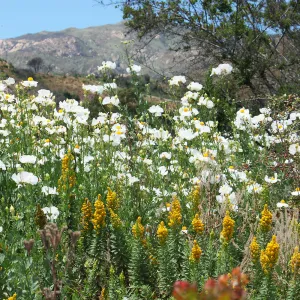 Porter Trail