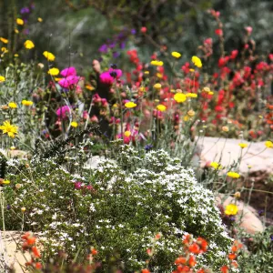 Wildflowers