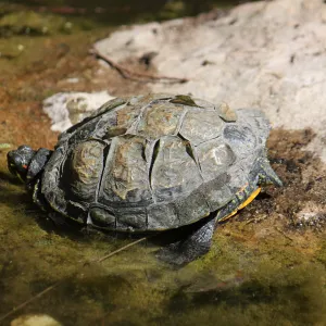 Turtle in Pond