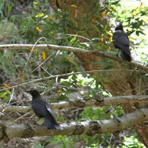 Crows