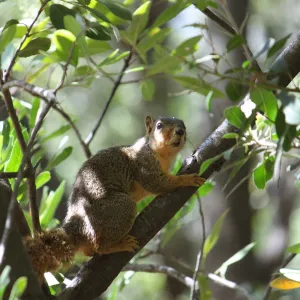Squirrel