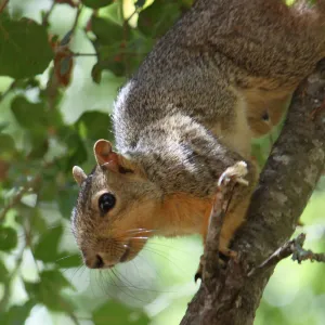 Squirrel