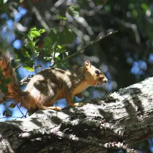 Squirrel