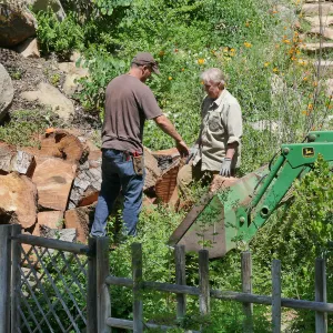 Removing a diseased oak just north of the Teahouse