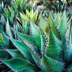 Agave shawii