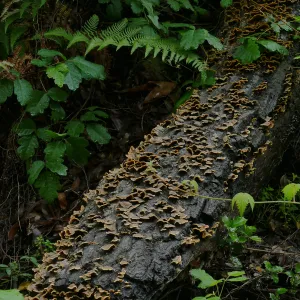 Poison oak, ferns, and fungus on a fallen log along the Redwood Trail