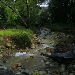 Rain-swollen Mission Creek just above the Mission Dam